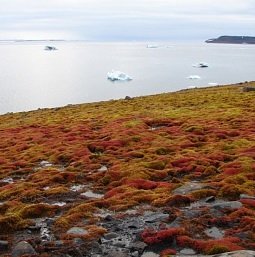 � ������� �������� ����������� ��������